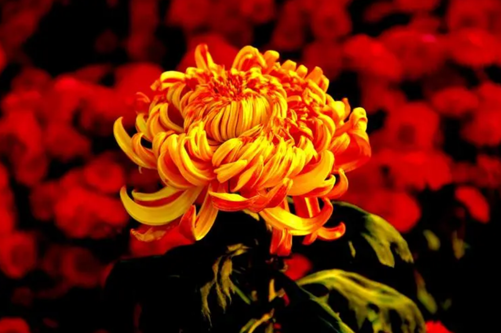4d5678cb337140649d5fb5ffe5e5be23.Png