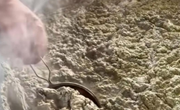 白银地区传统技艺II点麻腐